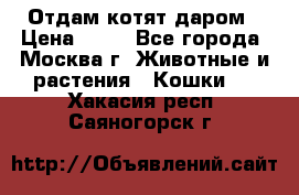 Отдам котят даром › Цена ­ 10 - Все города, Москва г. Животные и растения » Кошки   . Хакасия респ.,Саяногорск г.